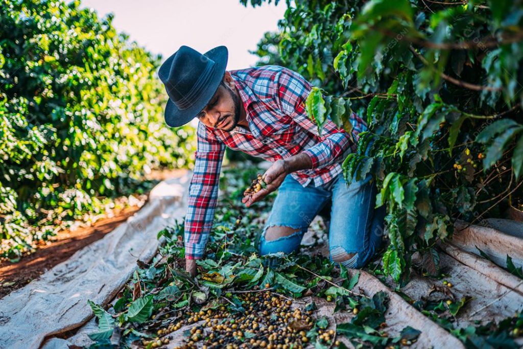 Homem de camisa xadrez e calça jeans realizando colheita a dedo