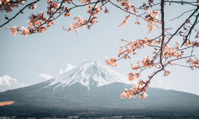Monte Fuji coberto de neve bem ao fundo da foto e no primeiro plano, flores de cerejeira típicas do país