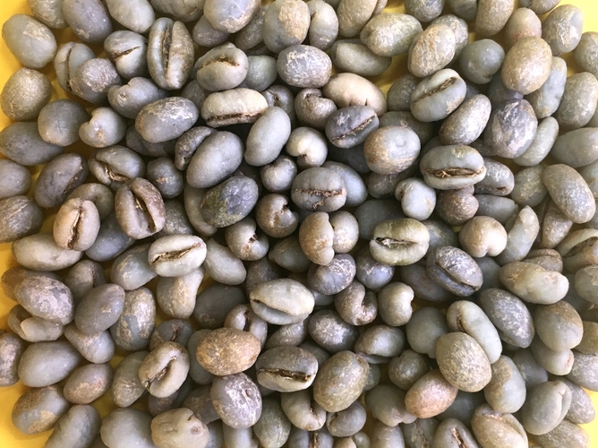 Aglomerado de grãos de café moca crus (ainda não torrados) de cor verde-azulada, dispostos sobre uma superfície amarela. Os grãos preenchem a maior parte do quadro.