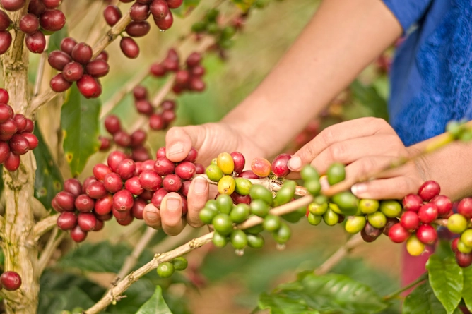 colheita manual de café