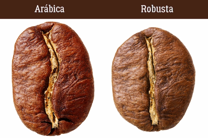 comparação de grão arábica e robusta