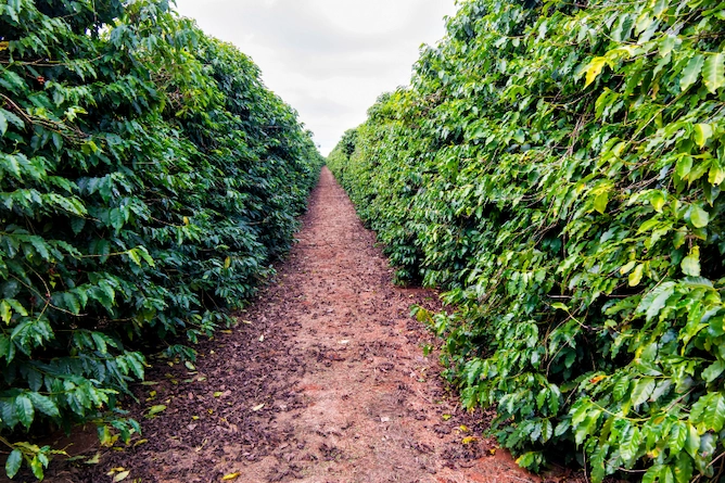 corredor de terra separando cultivo de café em ambos lados