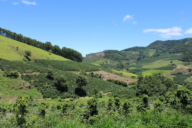 uma fazenda de cafés entre os morros
