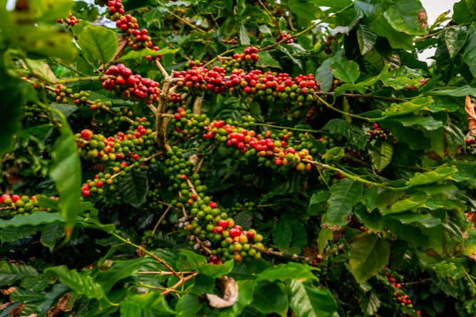 pé de café repleto de frutos, alguns verdes e outros maduros