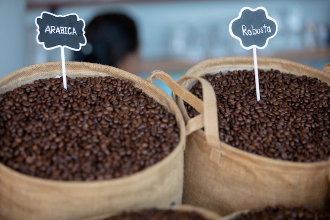 dois cestos, um com grãos de café arábica torrados e outro com grãos de café robusta torrados, ambos identificados com uma placa com o nome