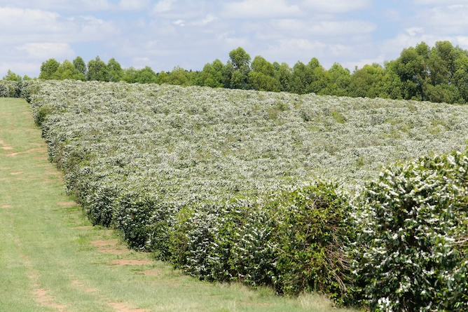 cafezal todo florido, dá a impressão de ter nevado nele pela coloração branca das flores cobrirem o verde das folhas