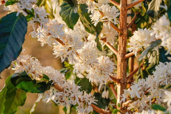 planta de café com o tronco fibroso repleto de flores estreladas, com pétalas finas e delicadas