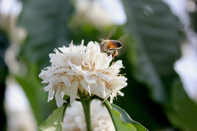 foto tirada bem de perto de um"chumbinho" de flores com uma abelha pousando sobre ele