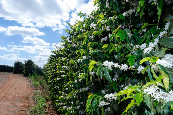lavoura vista de lado, com muitos pés de café e no primeiro plano um pé com flores