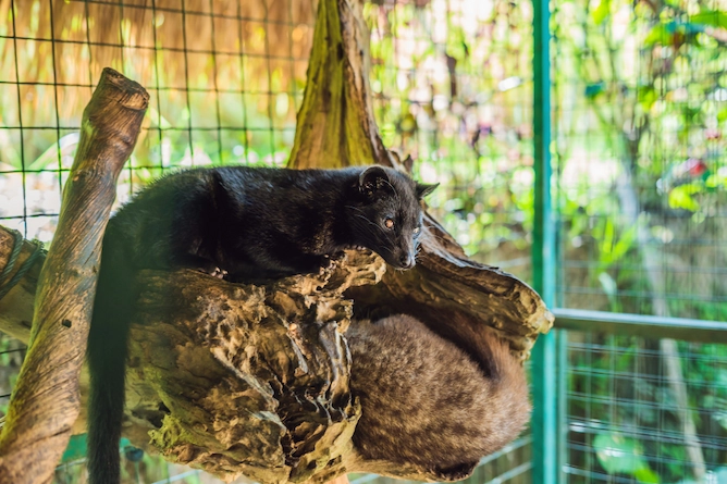 civeta, o animal que é a estrela do processo, em uma gaiola