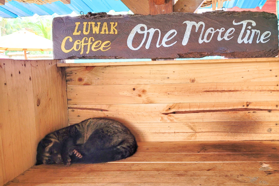 civeta dormindo debaixo de uma placa de uma fazenda da Indonésia com o dizer 'café luwak uma vez mais'