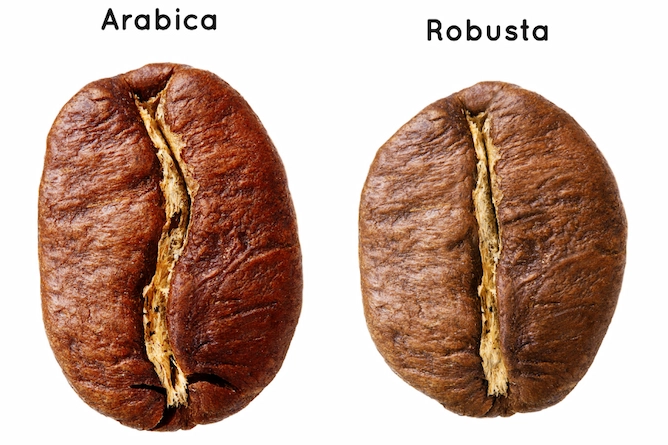 dois grãos de café para comparação, na esquerda o arábica (maior e com sua curvatura acentuada) e direita o robusta (menor e com o miolo mais reto)