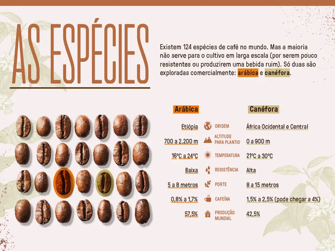 infográfico comparando café arábica e canéfora com origem, altitude, temperatura e teor de cafeína