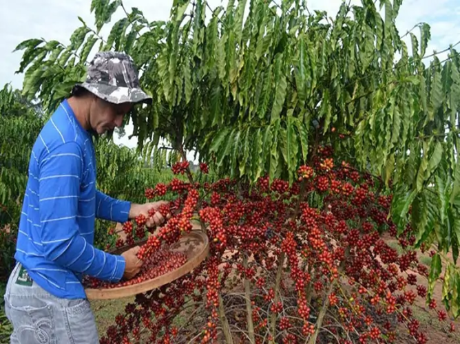 trabalhador colhendo cerejas maduras de café em lavoura brasileira durante a safra