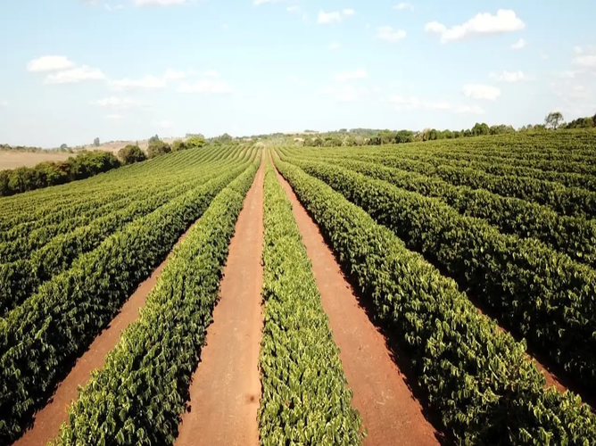 plantação de café em linha em solo vermelho, lavoura cafeeira no Brasil sob céu limpo