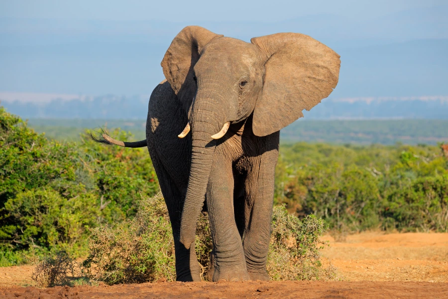 elefante caminhando em um campo, com plantas frescas e sobre a areia