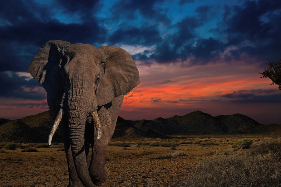 elefante no fim de tarde com um pôr do sol ao fundo
