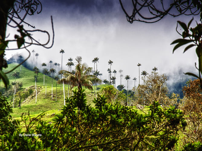 Fazenda colombiana