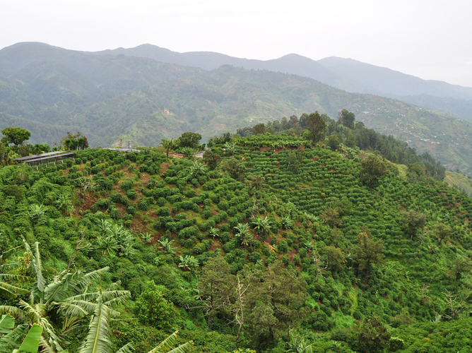 Fazenda jamaicana
